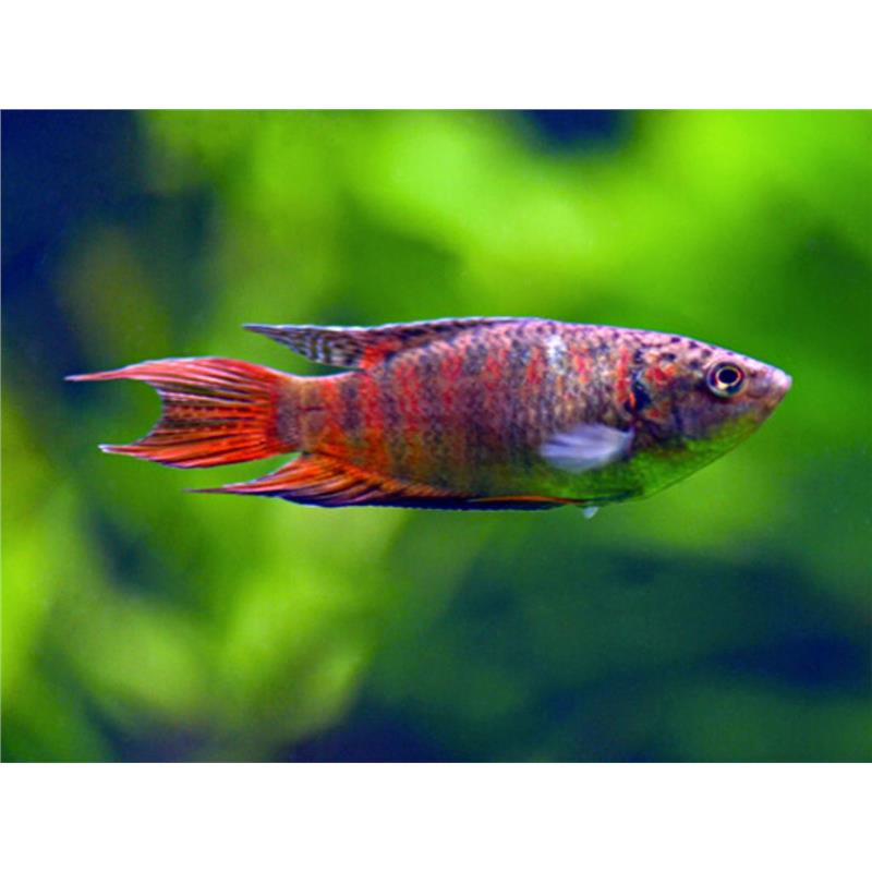 Macropodus Opercularis Red Velvet - imagine 3